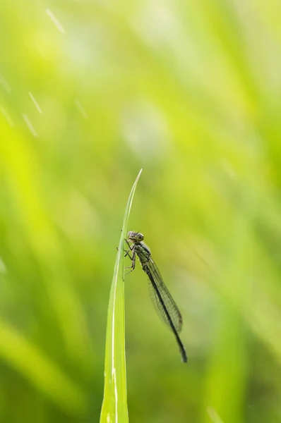 Natur Wildtiere Insekten Flora Und Fauna — Stockfoto