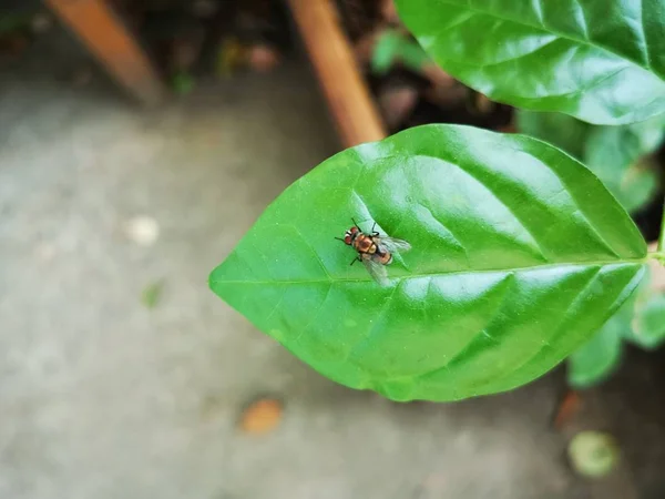 Una Pequeña Hormiga Roja Una Hoja — Foto de Stock