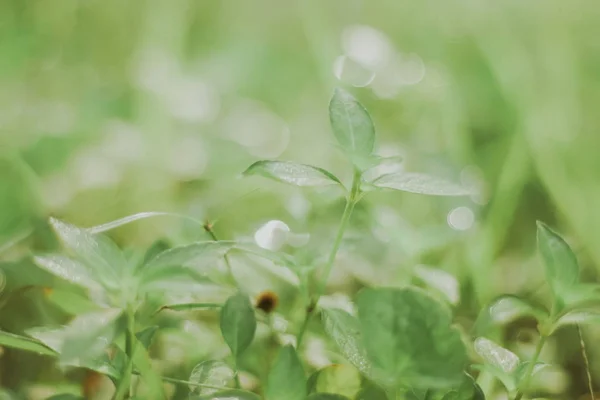 Hojas Verdes Jardín — Foto de Stock