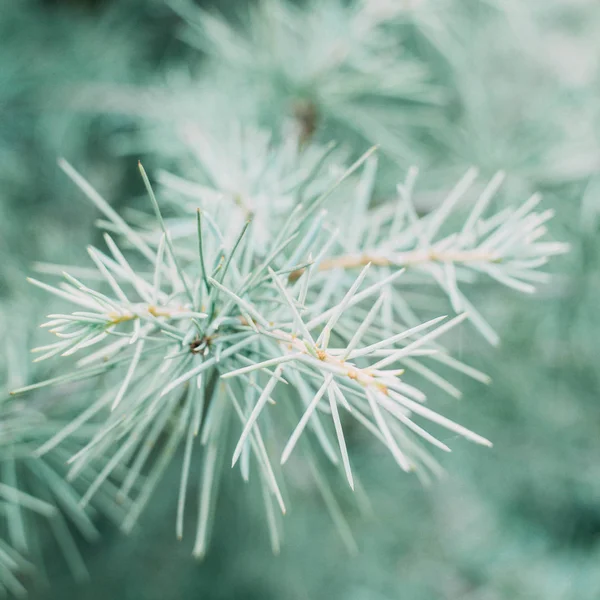 Gałęzie Drzew Flora Natury — Zdjęcie stockowe