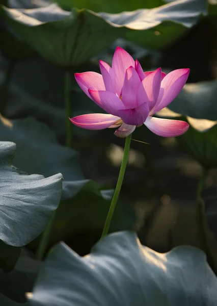 Flor Lótus Jardim — Fotografia de Stock