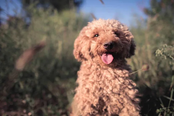 Lindo Perro Caniche Parque — Foto de Stock