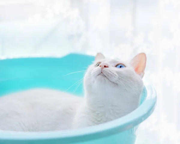 beautiful blue cat on a white background