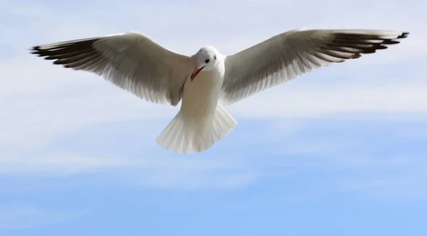 freedom, bird flight, flying bird, nature and fauna