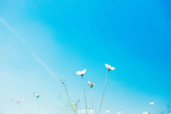 beautiful blue sky with white flowers