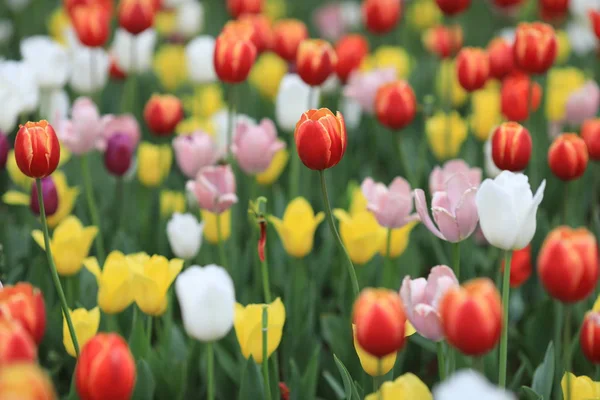 美丽的郁金香花 — 图库照片