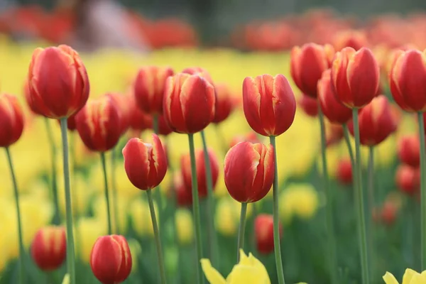 美丽的郁金香花瓣 植物和自然 — 图库照片