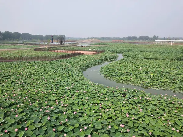 Campo Arroz Verde Primavera — Foto de Stock