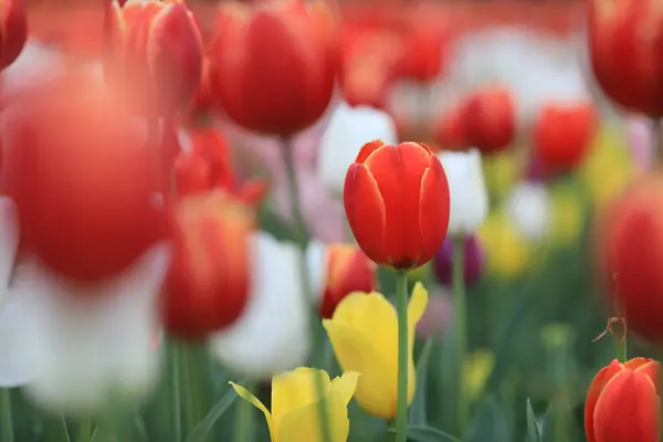 Krásné Tulipánové Květy Okvětní Lístky Flóra Příroda — Stock fotografie