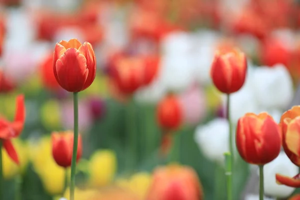 Vår Sommar Tulpaner Blommor — Stockfoto