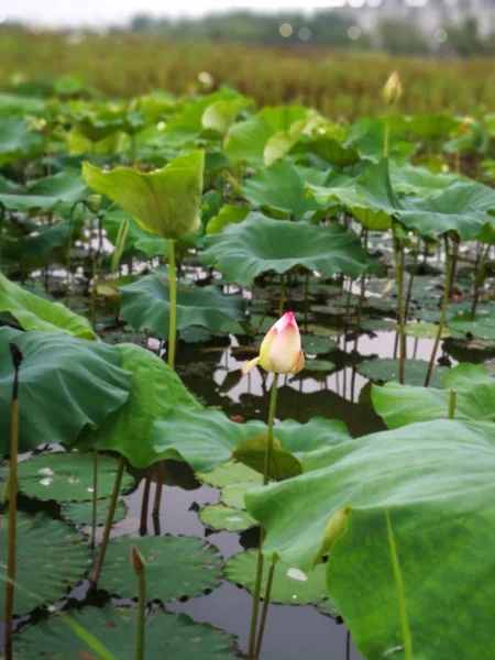 Flor Loto Verde Jardín — Foto de Stock