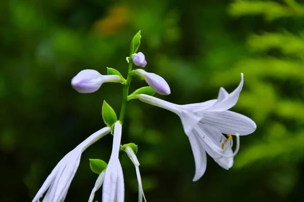 Flores Blancas Jardín — Foto de Stock