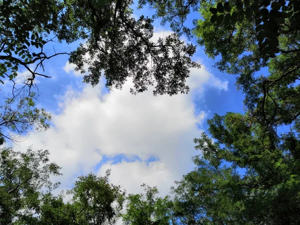 Hermosa Vista Naturaleza Del Bosque — Foto de Stock