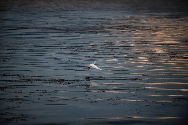 Gaviota Lago — Foto de Stock