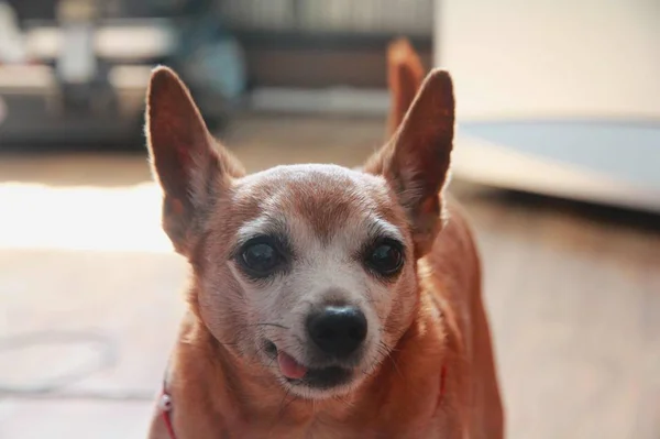 Retrato Lindo Perro — Foto de Stock