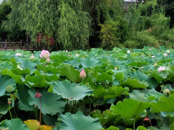 Flor Loto Jardín — Foto de Stock