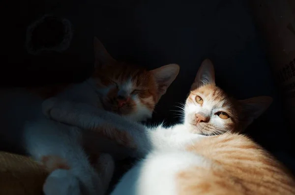 Dos Gatos Suelo — Foto de Stock