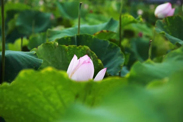 Flor Loto Estanque — Foto de Stock