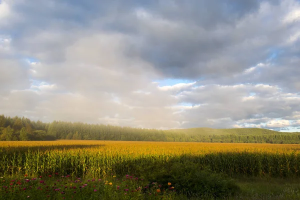 Красивий Літній Пейзаж Полем Блакитним Небом — стокове фото
