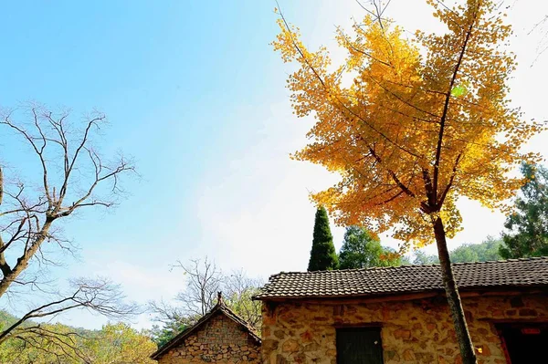 Hermoso Paisaje Otoño Parque — Foto de Stock