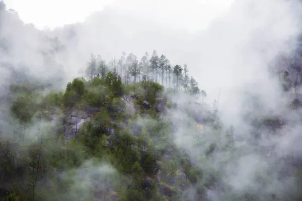 Mgła Lesie — Zdjęcie stockowe