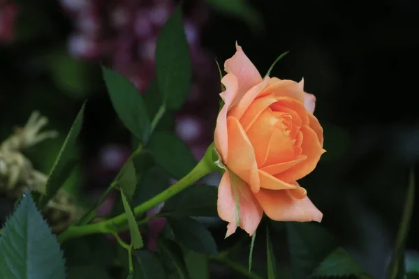 Hermosa Rosa Roja Jardín — Foto de Stock