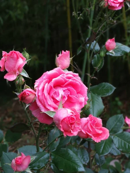 Rosas Rosadas Jardín — Foto de Stock