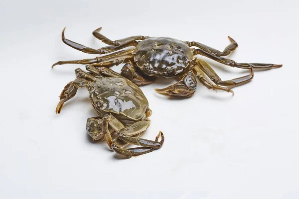 fresh crabs on white background