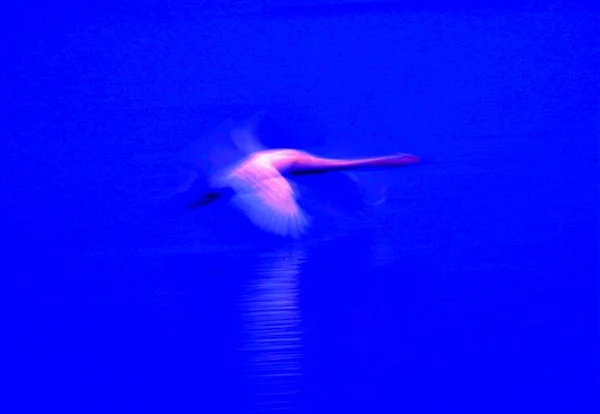 Tiburón Azul Sobre Fondo Negro — Foto de Stock