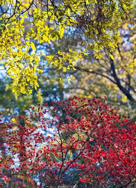 Hojas Coloridas Otoño Temporada Otoño — Foto de Stock