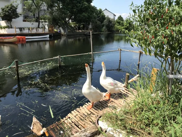 Cisnes Blancos Lago — Foto de Stock