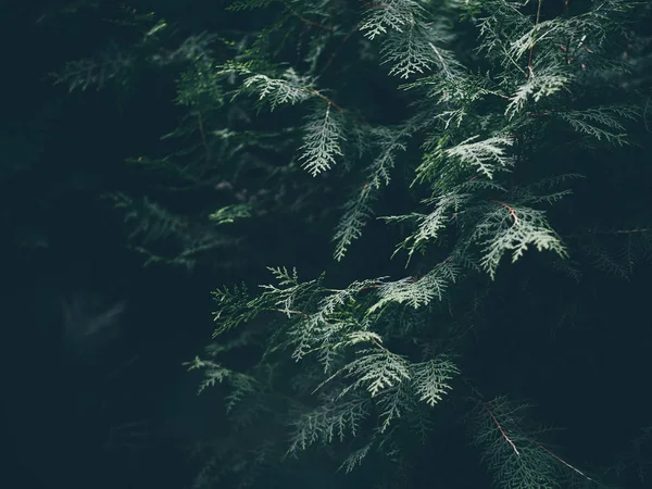 Гілки Соснового Дерева Лісі — стокове фото