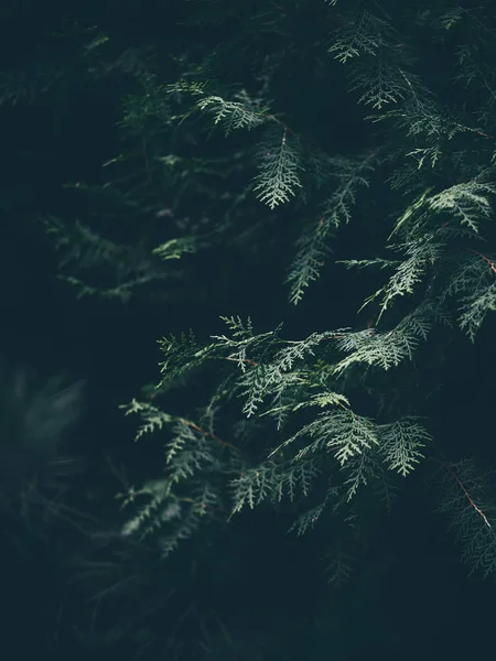 Schöne Waldbäume Äste Wald Flora Und Natur — Stockfoto