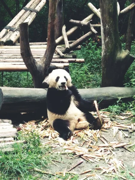 pandas wildlife, panda bear animal in zoo