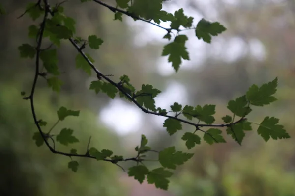 Hermoso Plano Botánico Fondo Pantalla Natural — Foto de Stock