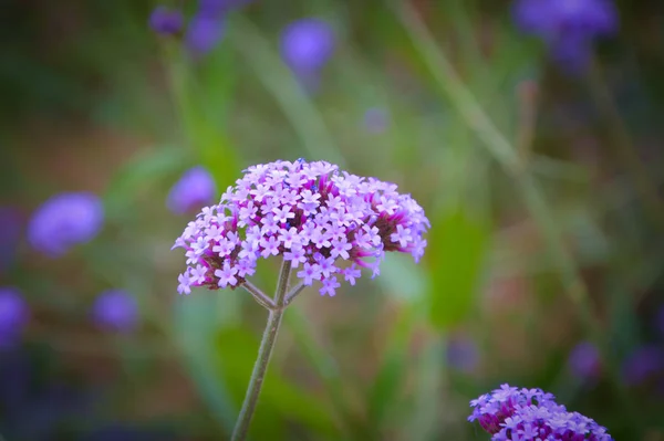 Hermosas Flores Foto Planta — Foto de Stock