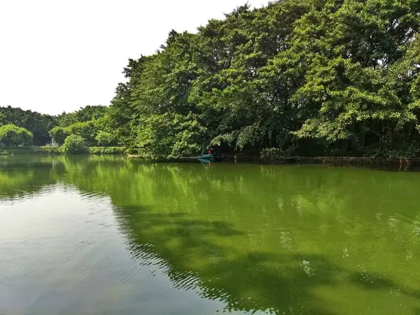 Hermoso Lago Bosque — Foto de Stock