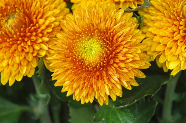 Primer Plano Una Flor Amarilla — Foto de Stock
