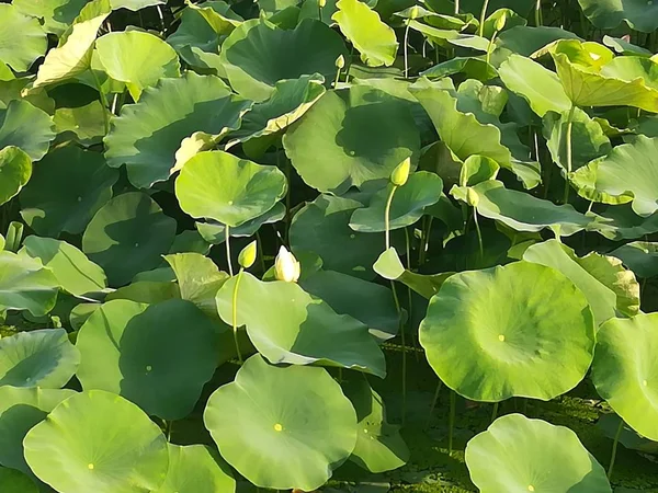 Hojas Verdes Jardín — Foto de Stock