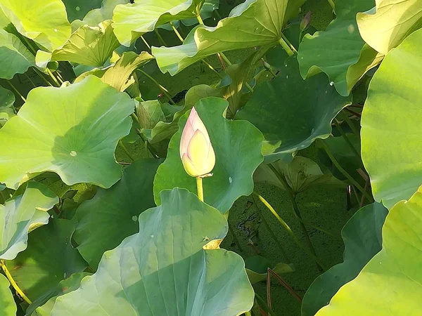 Hermoso Plano Botánico Fondo Pantalla Natural — Foto de Stock