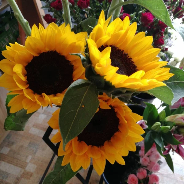 beautiful sunflowers in the vase