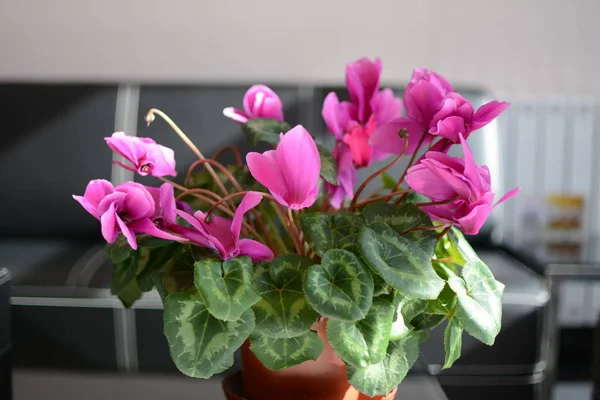 Mooie Roze Rozen Een Pot — Stockfoto