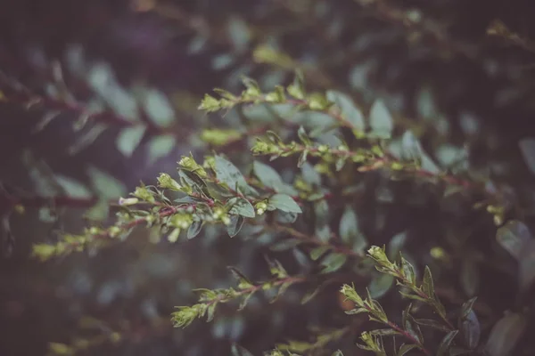 Hermoso Plano Botánico Fondo Pantalla Natural — Foto de Stock