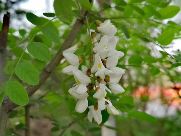 Witte Bloemen Boom — Stockfoto
