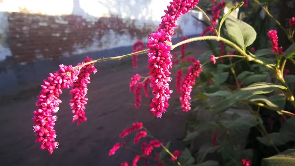 花园里的粉红花朵 — 图库照片