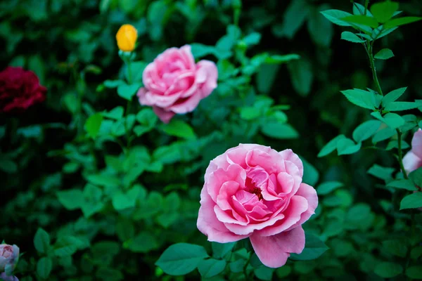 Bahçedeki Güzel Pembe Güller — Stok fotoğraf