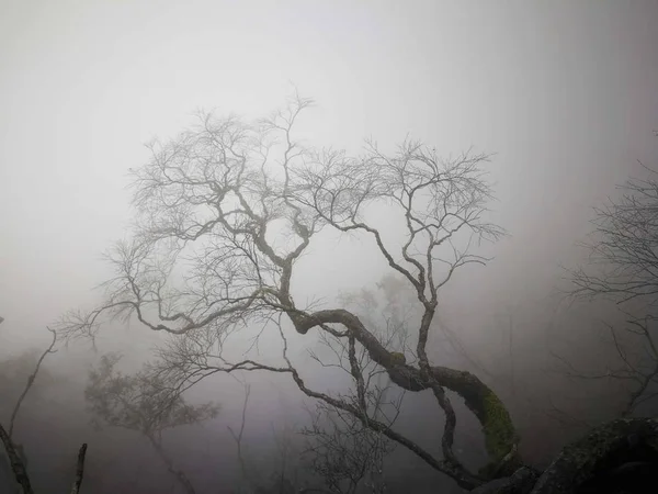 Bela Vista Paisagem Nebulosa — Fotografia de Stock