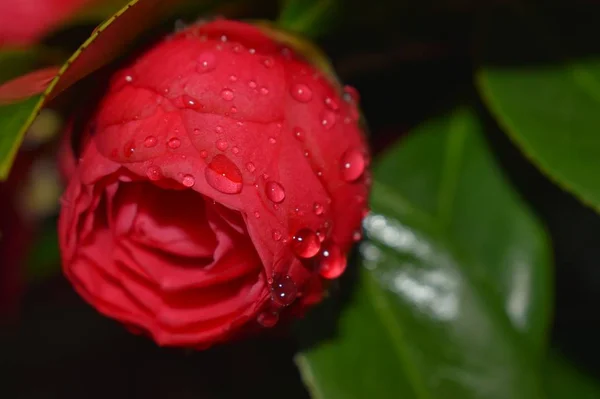 red rose with water drops