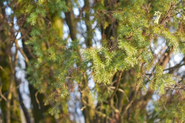 Ramas Pino Bosque — Foto de Stock