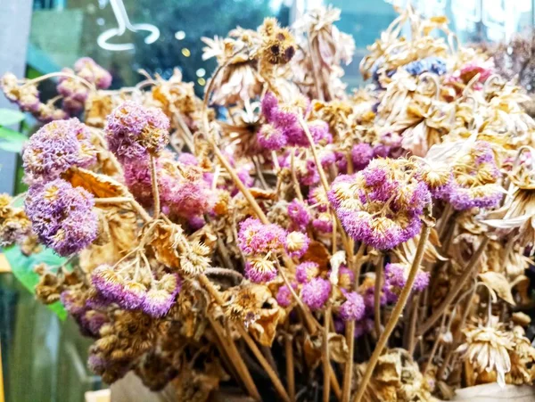 Fiori Una Pentola — Foto Stock